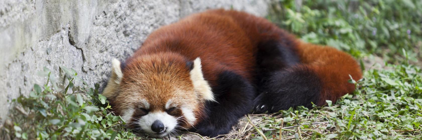 Shanghai Wild Animal Park